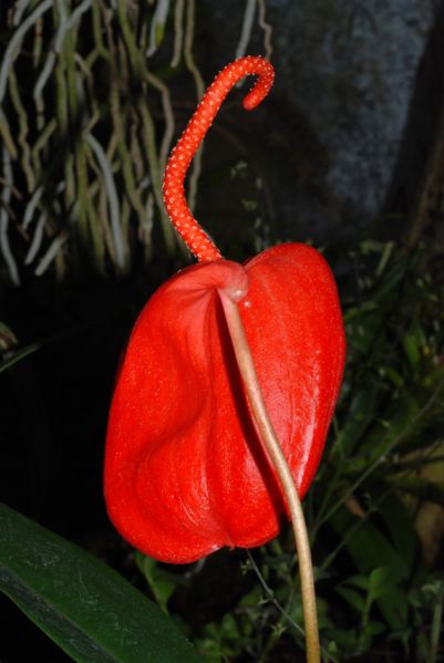 文件:Anthscherzerianum 01.jpg