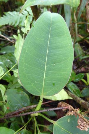 Pictured in La Planada Reserve, Narino, Colombia Image Copyright © 2018 by Bruce Dunstan