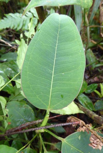 文件:AnthterracolumBD 06.jpg