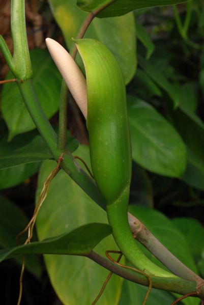 文件:PhiloinconcinnumK 10.jpg