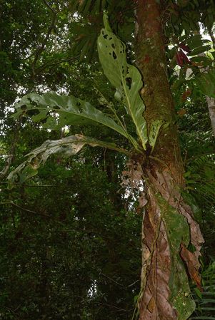 Pictured in Yasuni National Park (Orellana, Ecuador) Image Copyright © 2015 by David Scherberich