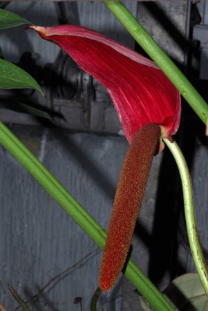 Croat 95682 from Pichincha, Ecuador Pictured at the Jardin Botanique du Montet (Nancy, France) Image Copyright © 2014 by David Scherberich