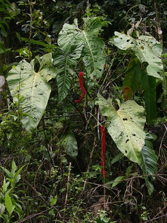 Pictured in Ecuador Image Copyright © 2008 by Josiane Guiard
