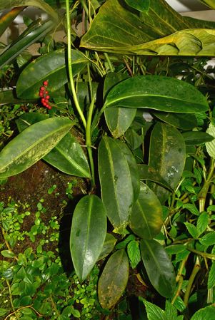 Pictured in the Botanischer Garten München (Germany) Image Copyright © 2016 by David Scherberich