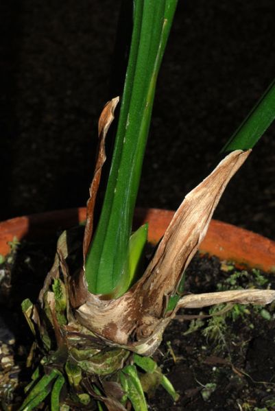 文件:Anthoerstedianum 04.jpg