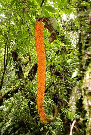Pictured in Fortuna, Chiriqui (Panama) Image Copyright © 2016 by Bruce Dunstan