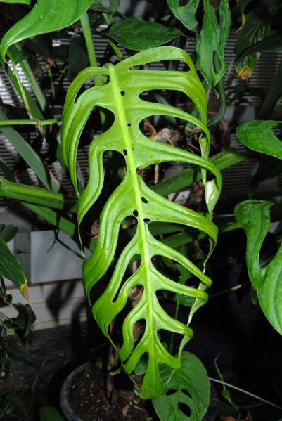 文件:Monsepipremnoides010366A 06.jpg