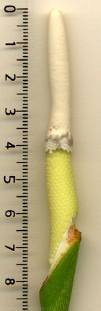 PB03-579 from French Guiana, pictured at the Jardin Botanique de Lyon (France) Image Copyright © 2006 by David Scherberich