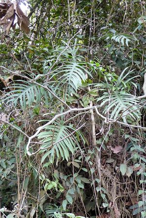 Pictured in Antioquia, Colombia Image Copyright © 2015 by Bruce Dunstan