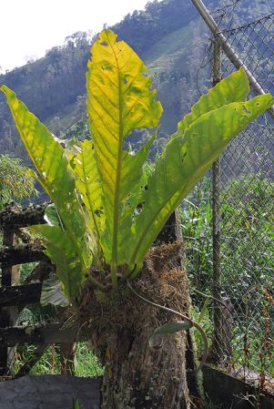 Pictured in Tolima, Colombia Image Copyright © 2013 by David Scherberich