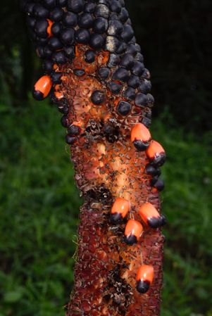 Pictured in Risaralda, Colombia Image Copyright © 2020 by Frederic Muller