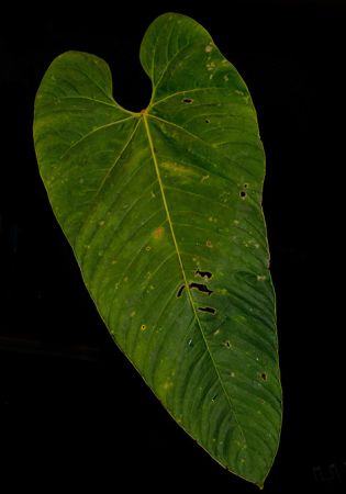 Pictured in Pacto - Pichincha Province Image Copyright © 2024 by Ricardo Zambrano