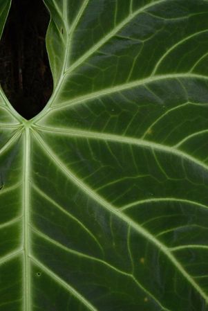 Pictured in Valle del Cauca, Colombia Image Copyright © 2020 by Fred Muller