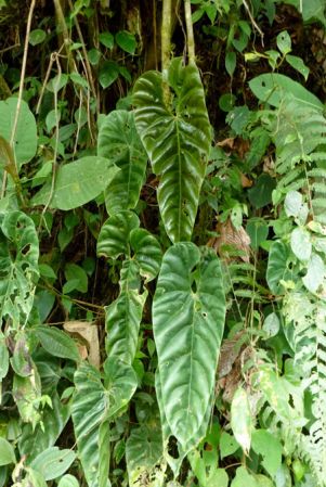 Pictured in Risaralda, Colombia Image Copyright © 2015 by Bruce Dunstan