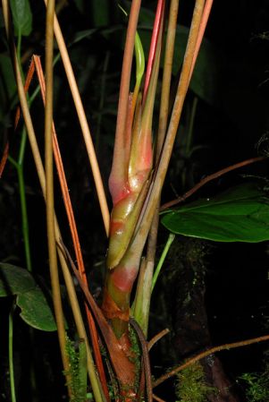 Croat 103882 pictured in Tolima, Colombia Image Copyright © 2013 by David Scherberich