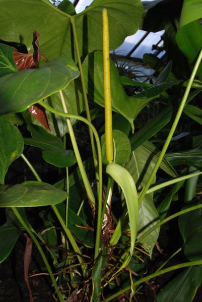 文件:Anthsignatum070054 01.jpg