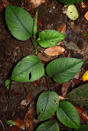 Croat 106049 pictured near San Juan de Piatua (Pastaza, Ecuador) Image Copyright © 2015 by David Scherberich