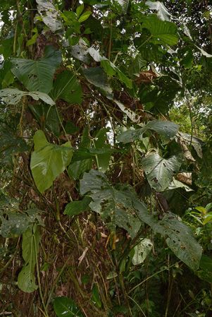 Croat 105666 pictured near Muyuna, Napo (Ecuador) Image Copyright © 2015 by David Scherberich