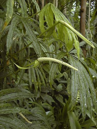 Pictured at the Jardin Botanique du Montet (Nancy, France) Image Copyright © 2003 by David Scherberich