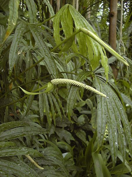 文件:Anthpolyschistum 04.jpg