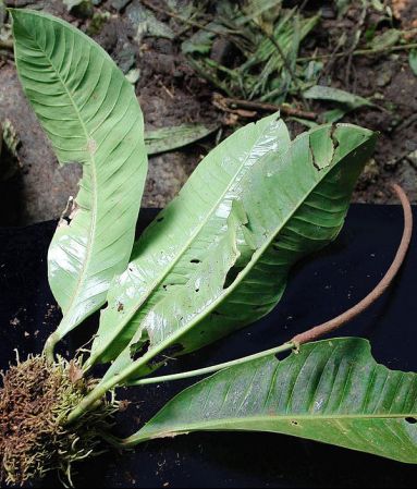 Pictured in Panama Image Copyright © 2011 by Lars Nauheimer