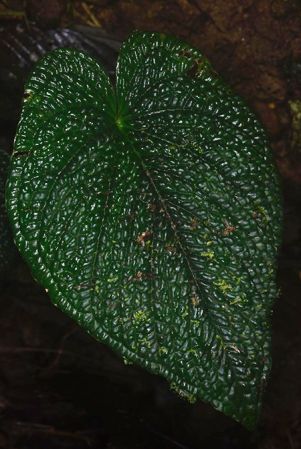 Pictured in Chocó, Colombia Image Copyright © 2020 by Frederic Muller