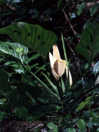 Pictured in Saul, French Guiana Image Copyright © 2006 by David Scherberich