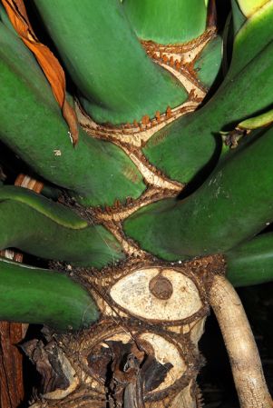 Pictured at The Kampong (Miami, Florida) Image Copyright © 2012 by David Scherberich