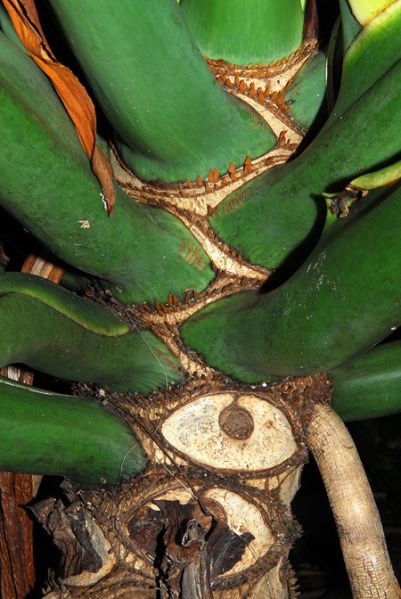 文件:Philobipinnatifidum 08.jpg