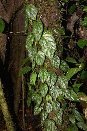 Pictured in Yasuni National Park (Orellana, Ecuador) Image Copyright © 2015 by David Scherberich