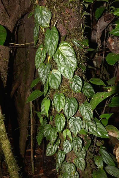 文件:Philobrandtianum 01.jpg