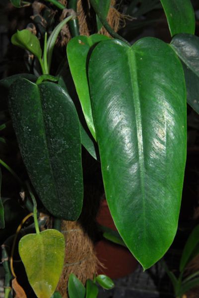 文件:Philoconsanguineum 01.jpg