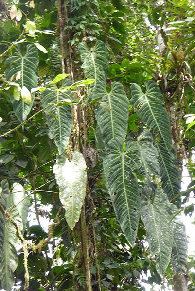 文件:AnthangamarcanumBD 03.jpg