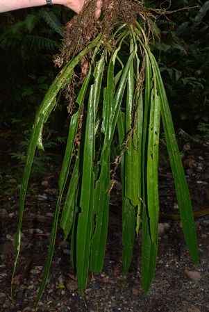 Croat 105789 pictured near Santa Clara (Napo, Ecuador) Image Copyright © 2015 by David Scherberich
