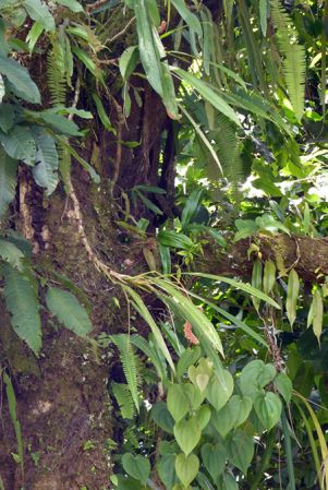 Pictured between Ciudad Neily and San Vito, Costa Rica Image Copyright © 2016 by Bruce Dunstan