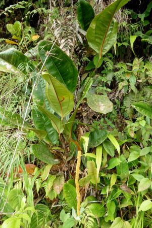 Pictured in Montezuma, Risaralda (Colombia) Image Copyright © 2015 by Bruce Dunstan