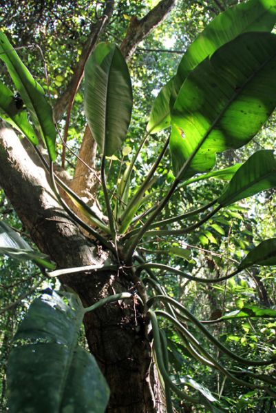 文件:Philoauriculatum 05.jpg