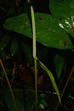 Croat 105732 pictured near Puerto Morona (Morona-Santiago, Ecuador) Image Copyright © 2015 by David Scherberich