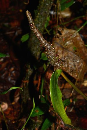 Croat 105732 pictured near Puerto Morona (Morona-Santiago, Ecuador) Image Copyright © 2015 by David Scherberich