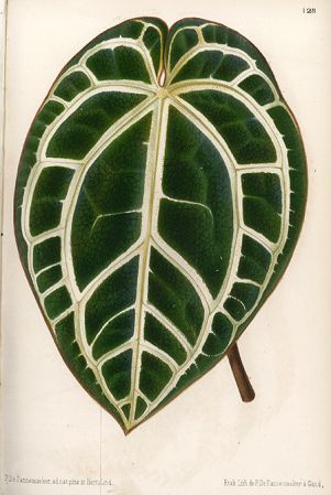 From L'Illustration Horticole 20: t. 128 (1873