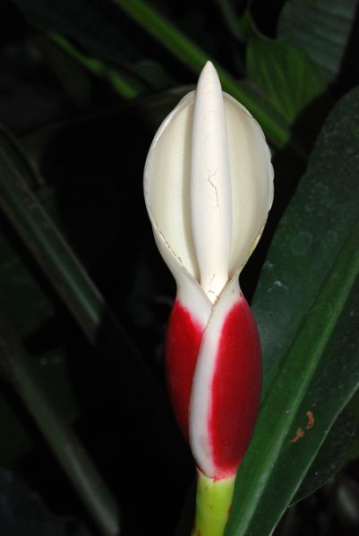 文件:Philolinnaei 02.jpg