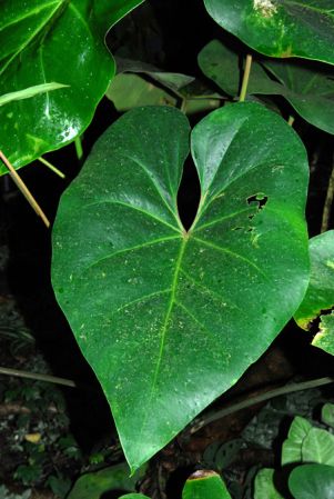 Pictured in the Botanischer Garten der Philipps-Universität Marburg (Germany) Image Copyright © 2011 by David Scherberich