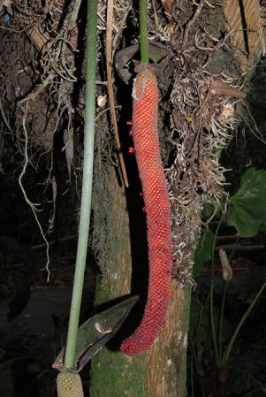 Pictured at the Jardín Botánico Del Quindío (Calarcá, Colombia) Image Copyright © 2013 by David Scherberich