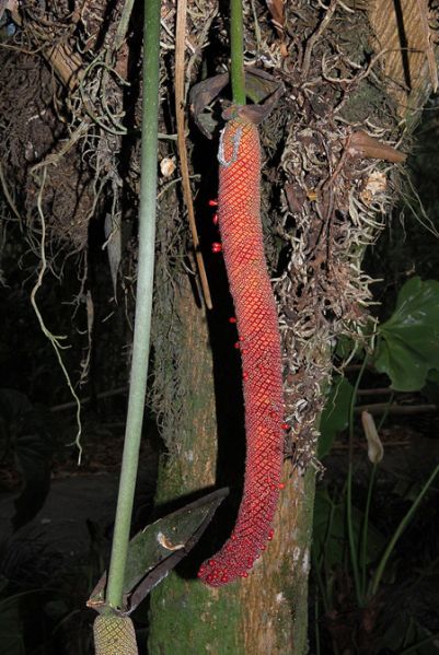 文件:AnthglaucospadixQ 04.jpg