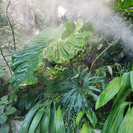 Pictured in the Amazon Spheres Image Copyright © 2020 by Alan Schroder
