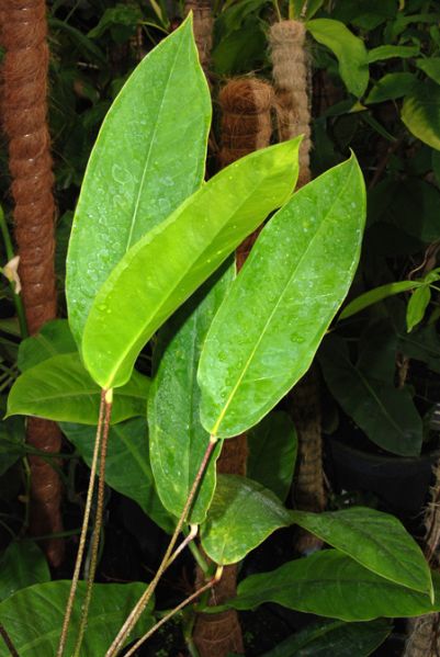 文件:Anthmaculosum 05.jpg