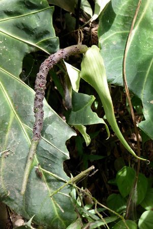 Pictured in Santander, Colombia Image Copyright © 2015 by Bruce Dunstan