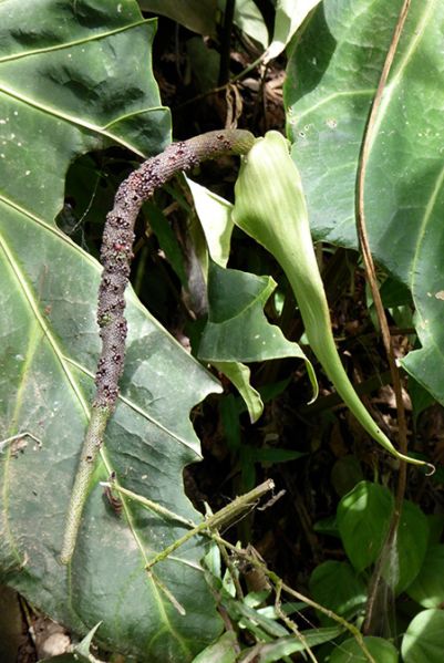 文件:AnthmagnificumBD 06.jpg