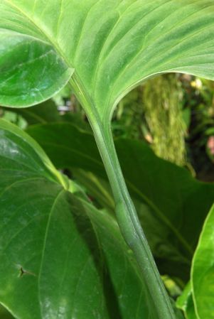 Pictured in the Botanischer Garten der Universitat Göttingen (Germany) Image Copyright © 2011 by David Scherberich