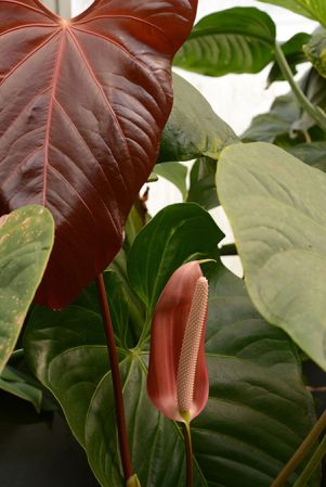 From Puntarenas (Costa Rica), pictured at the Jardin Botanique de Lyon (France) Image Copyright © 2017 by David Scherberich